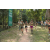 Team 67 / Raid l'Arbre Vert - Trek 17 km