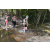 Team 49 / Raid l'Arbre Vert - Trek 17 km