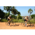 Team 43 / Raid l'Arbre Vert Cambodge - VTT