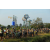 Raid l'Arbre Vert Cambodge - VTT