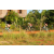 Team 62 / Raid l'Arbre Vert Cambodge - VTT