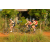 Team 52 / Raid l'Arbre Vert Cambodge - VTT