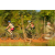 Team 41 / Raid l'Arbre Vert Cambodge - VTT