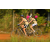 Team 54 / Raid l'Arbre Vert Cambodge - VTT