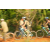 Team 47 / Raid l'Arbre Vert Cambodge - VTT