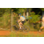 Team 16 / Raid l'Arbre Vert Cambodge - VTT