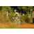 Team 53 / Raid l'Arbre Vert Cambodge - VTT