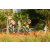Team 85 / Raid l'Arbre Vert Cambodge - VTT