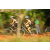 Team 44 / Raid l'Arbre Vert Cambodge - VTT