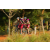 Team 79 / Raid l'Arbre Vert Cambodge - VTT