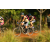 Team 33 / Raid l'Arbre Vert Cambodge - VTT