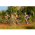 Team 26 / Raid l'Arbre Vert Cambodge - VTT