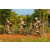 Team 26 / Raid l'Arbre Vert Cambodge - VTT