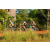 Team 10 / Raid l'Arbre Vert Cambodge - VTT