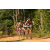 Team 33 / Raid l'Arbre Vert Cambodge - VTT