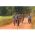 Team 56 / Raid l'Arbre Vert Cambodge - VTT