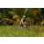 Team 50 / Raid l'Arbre Vert Cambodge - VTT