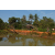 Raid l'Arbre Vert Cambodge - VTT