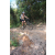 Team 29 / Raid l'Arbre Vert Cambodge - VTT