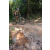 Team 53 / Raid l'Arbre Vert Cambodge - VTT