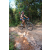 Team 09 / Raid l'Arbre Vert Cambodge - VTT