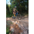 Team 81 / Raid l'Arbre Vert Cambodge - VTT