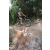 Team 80 / Raid l'Arbre Vert Cambodge - VTT