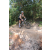 Team 43 / Raid l'Arbre Vert Cambodge - VTT