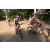 Team 41 / Raid l'Arbre Vert Cambodge - VTT