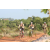 Team 14 / Raid l'Arbre Vert Cambodge - VTT