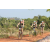 Team 23 / Raid l'Arbre Vert Cambodge - VTT