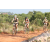 Team 73 / Raid l'Arbre Vert Cambodge - VTT