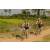 Team 66 / Raid l'Arbre Vert Cambodge - VTT