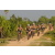 Team 25 / Raid l'Arbre Vert Cambodge - VTT