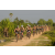 Raid l'Arbre Vert Cambodge - VTT
