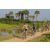 Team 31 / Raid l'Arbre Vert Cambodge - VTT