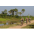 Raid l'Arbre Vert Cambodge - VTT