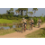 Team 29 / Raid l'Arbre Vert Cambodge - VTT