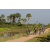 Raid l'Arbre Vert Cambodge - VTT