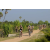 Team 16 / Raid l'Arbre Vert Cambodge - VTT