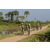Team 73 / Raid l'Arbre Vert Cambodge - VTT