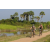 Team 41 / Raid l'Arbre Vert Cambodge - VTT