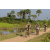 Team 50 / Raid l'Arbre Vert Cambodge - VTT