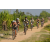 Team 67 / Raid l'Arbre Vert Cambodge - VTT