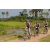 Team 19 / Raid l'Arbre Vert Cambodge - VTT