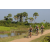 Raid l'Arbre Vert Cambodge - VTT