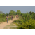 Raid l'Arbre Vert Cambodge - VTT