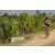 Team 81 / Raid l'Arbre Vert Cambodge - VTT