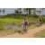 Team 44 / Raid l'Arbre Vert Cambodge - VTT