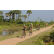 Team 81 / Raid l'Arbre Vert Cambodge - VTT